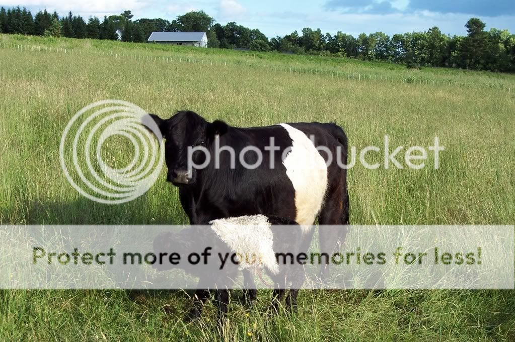 What to do with 10 year old cow? - Cattle