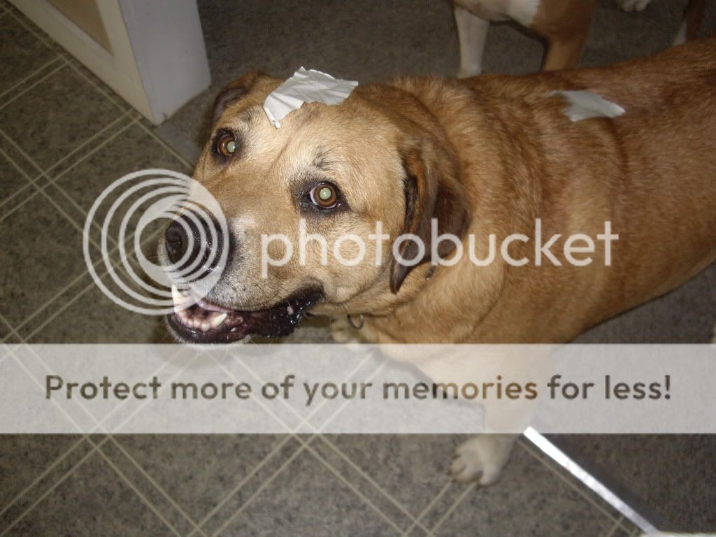 What Can I Feed My Old Dog To Gain Weight What Can I Feed My Old Dog To Gain Weight