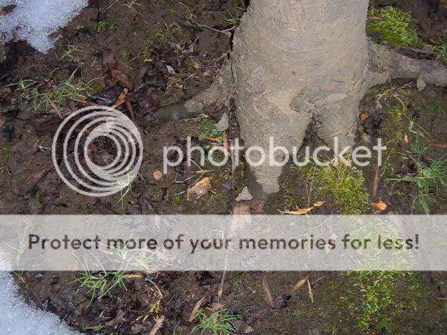 scrape left from eating